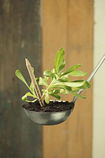 Sprouting pencil