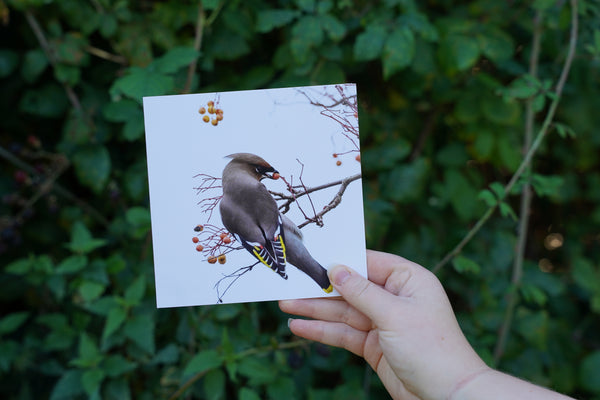 'Winter birds' Christmas cards by Gloucestershire Wildlife Trust