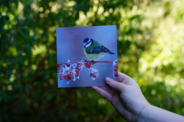 'Winter birds' Christmas cards by Gloucestershire Wildlife Trust