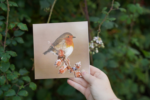 'Winter birds' Christmas cards by Gloucestershire Wildlife Trust