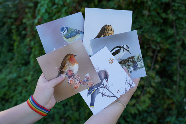 'Winter birds' Christmas cards by Gloucestershire Wildlife Trust